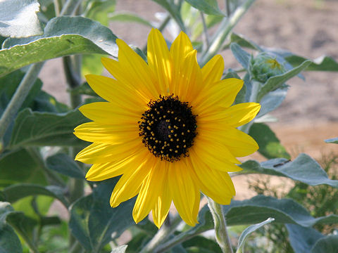 Helianthus argophyllus