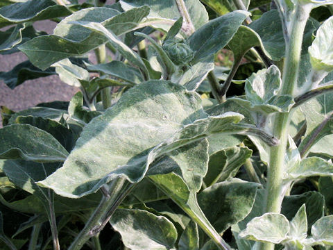 Helianthus argophyllus