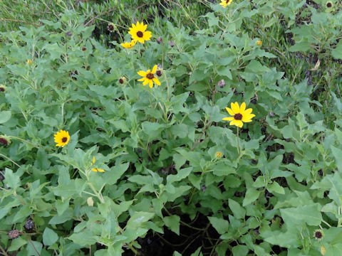 Helianthus argophyllus