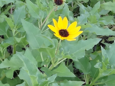 Helianthus argophyllus