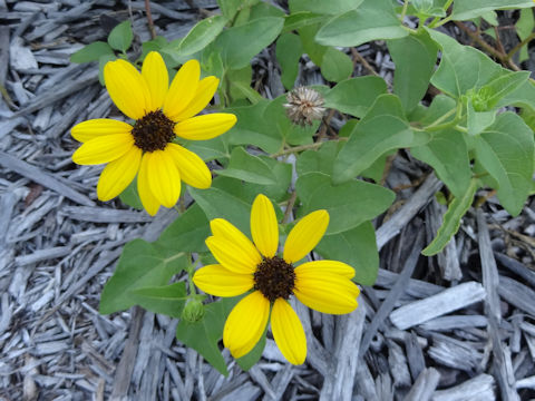 Helianthus argophyllus