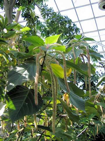 Acalypha hispida cv. Alba