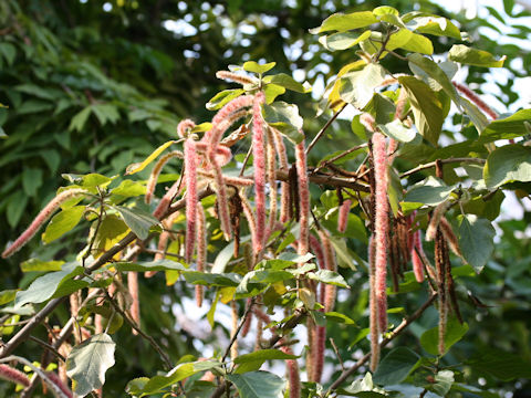 Acalypha hispida cv. Alba