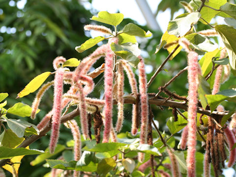 Acalypha hispida cv. Alba