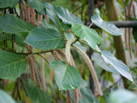 Acalypha hispida cv. Alba