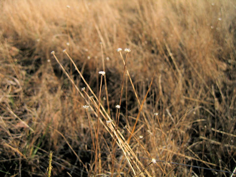 Eriocaulon nudicuspe