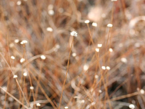 Eriocaulon nudicuspe