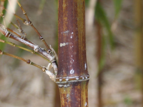 Tetragonocalamus quadrangularis