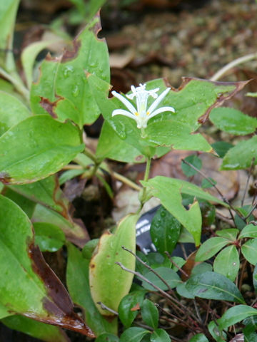 Tricyrtis hirta f. albescens