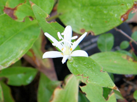 Tricyrtis hirta f. albescens