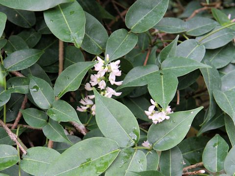 Derris trifoliata