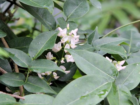 Derris trifoliata