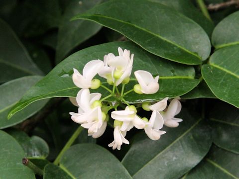 Derris trifoliata