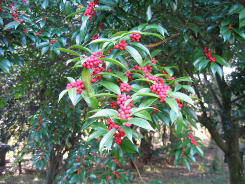 Ilex buergeri