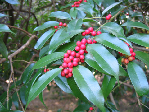 Ilex buergeri