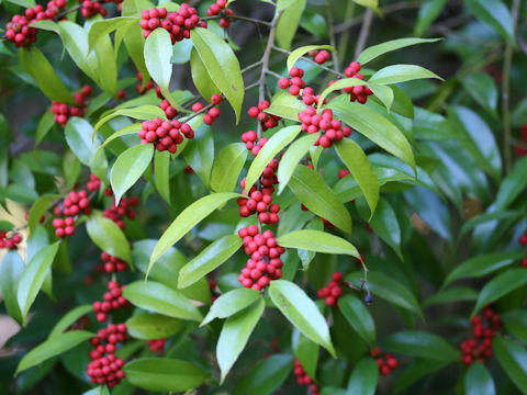 Ilex buergeri