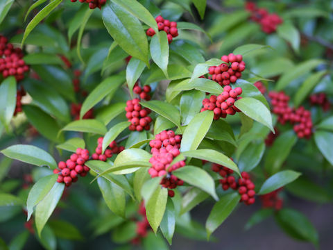 Ilex buergeri