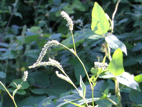 Persicaria longiseta f. albiflora