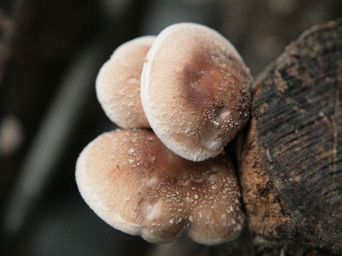 Lentinula edodes