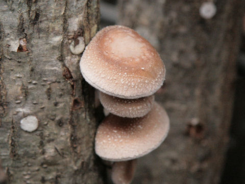 Lentinula edodes