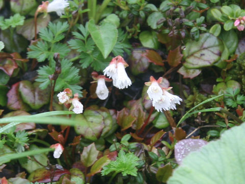 Schizocodon soldanelloides f. leucanthus