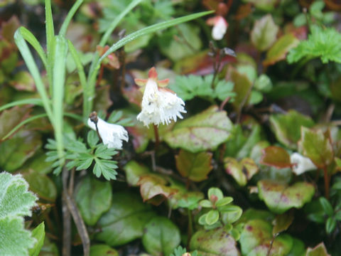 Schizocodon soldanelloides f. leucanthus