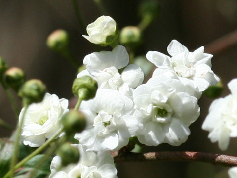 Spiraea prunifolia