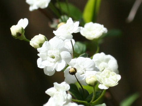 Spiraea prunifolia