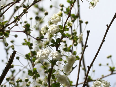 Spiraea prunifolia