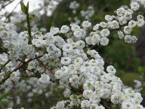 Spiraea prunifolia