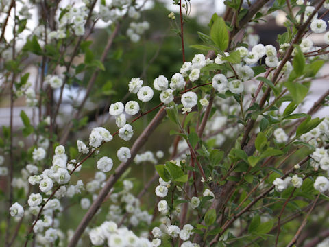 Spiraea prunifolia