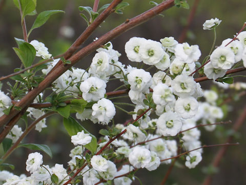 Spiraea prunifolia