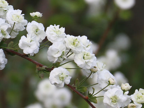 Spiraea prunifolia