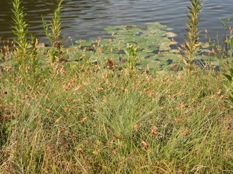 Eleocharis wichurae