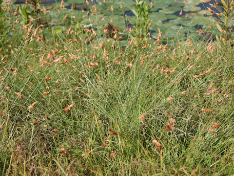 Eleocharis wichurae