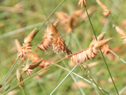 Eleocharis wichurae