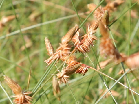 Eleocharis wichurae