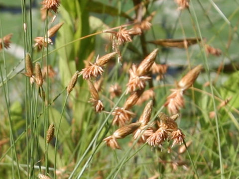 Eleocharis wichurae