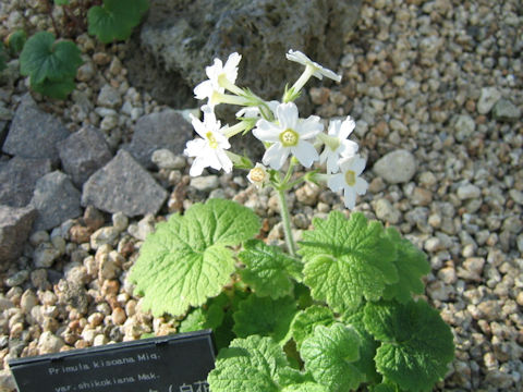 Primula kisoana var. shikokiana