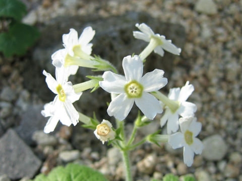 Primula kisoana var. shikokiana