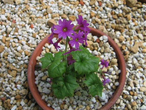 Primula kisoana var. shikokiana