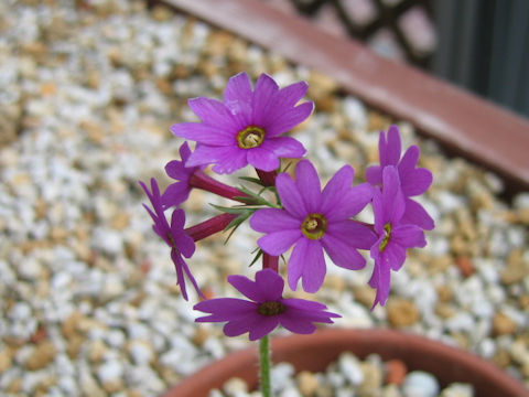 Primula kisoana var. shikokiana