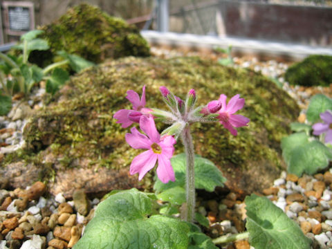 Primula kisoana var. shikokiana