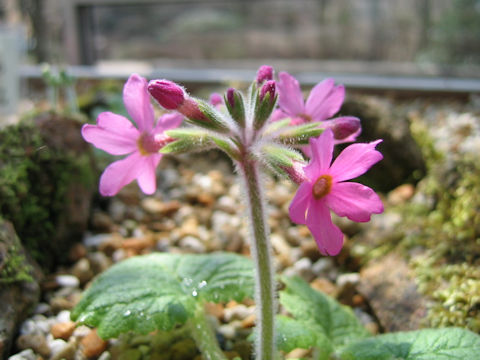 Primula kisoana var. shikokiana