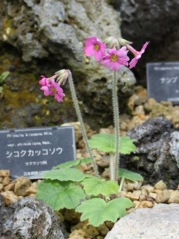 Primula kisoana var. shikokiana