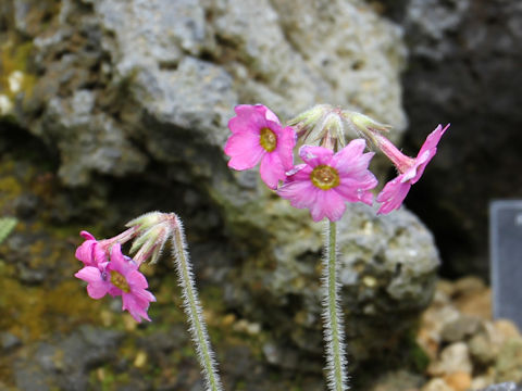 Primula kisoana var. shikokiana