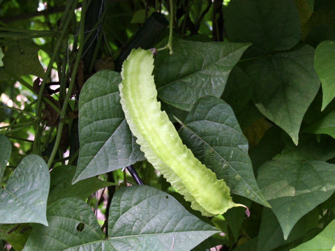 Psophocarpus tetragonolobus