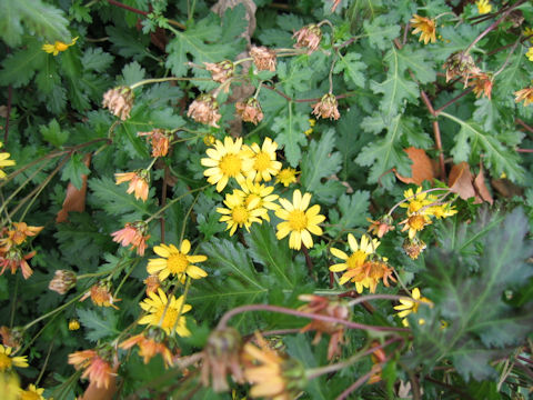 Chrysanthemum indicum