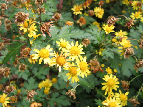 Chrysanthemum indicum