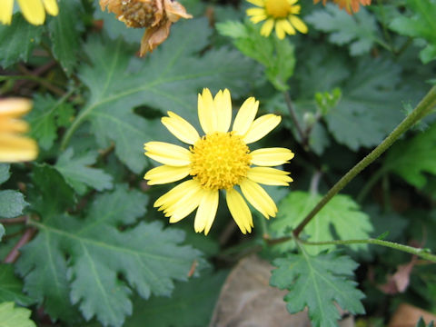 Chrysanthemum indicum